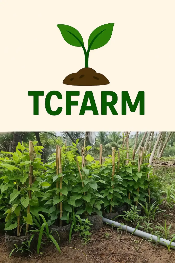 TCFARM chậu C7 hoa ti gôn