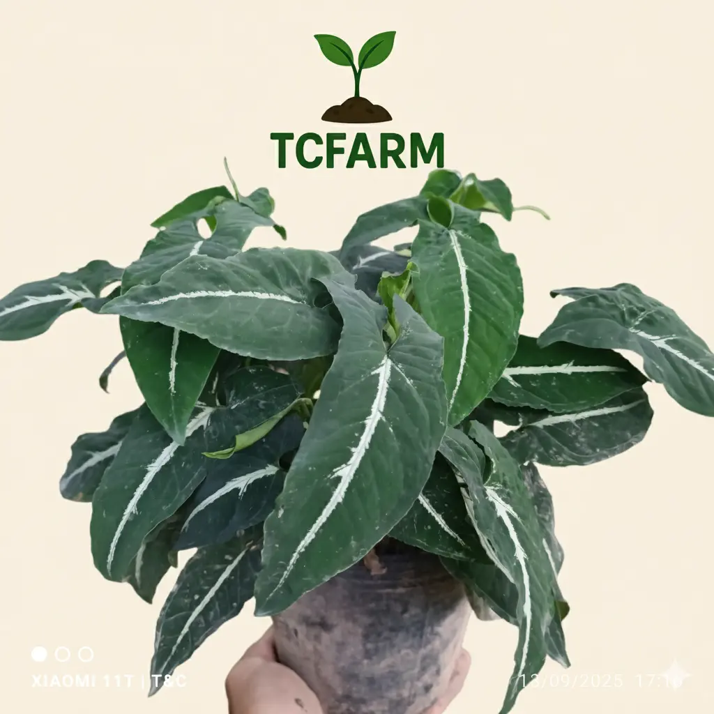 TCFARM chậu C7 trầu bà nhung