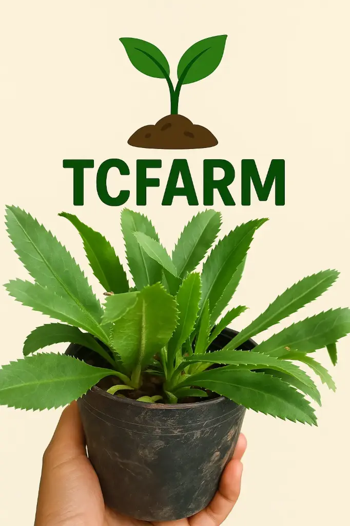 TCFARM chậu C7 rau ngò gai