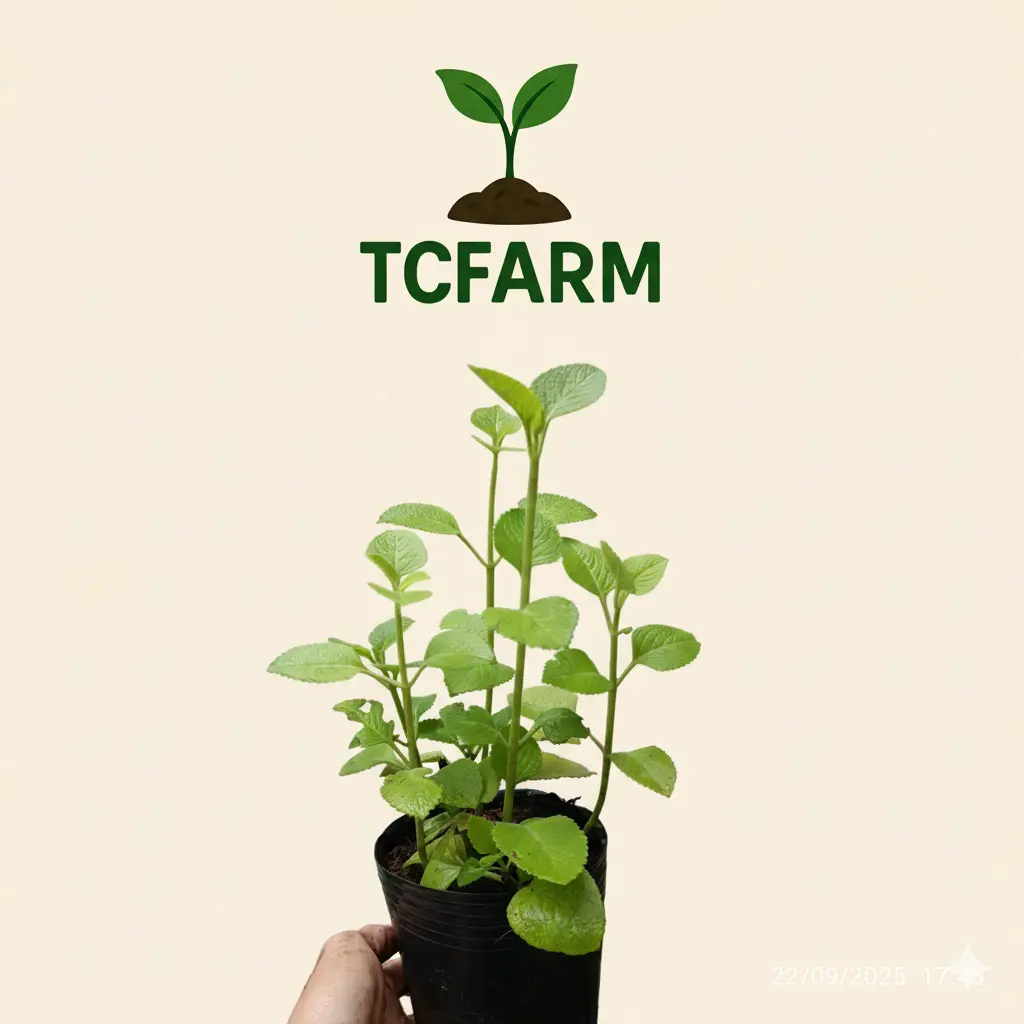 TCFARM chậu c7 rau húng chanh, tần dày lá