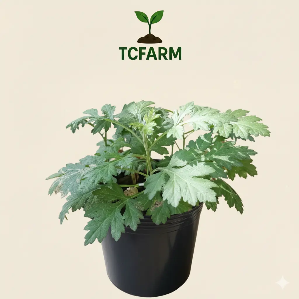 TCFARM chậu c7 cây ngãi cứu
