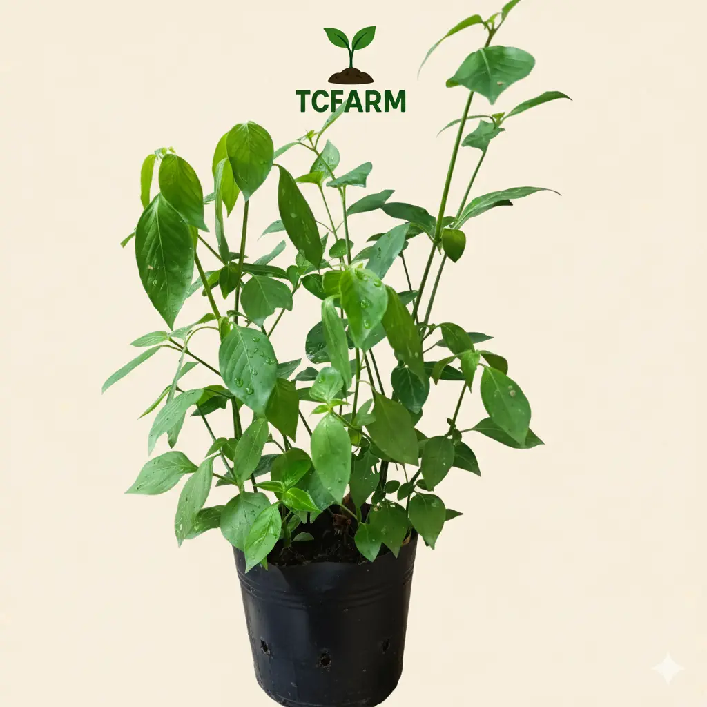 TCFARM chậu C7 cây lá cẩm Thái