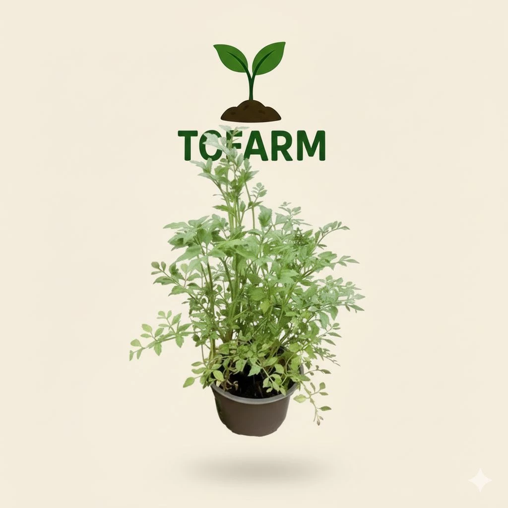 TCFARM Chậu C7 cây rau cần nước
