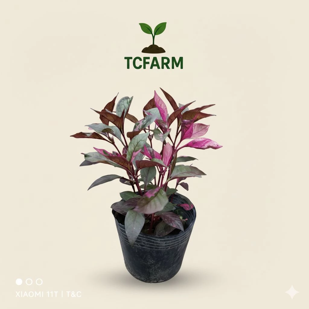 TCFARM Chậu C7 cây mắt nai
