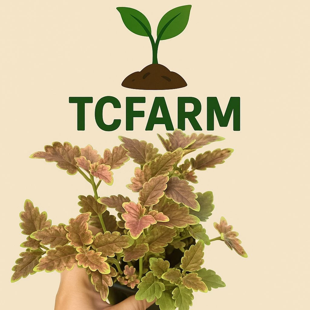 Chậu C7 cây lá gấm TFC-2