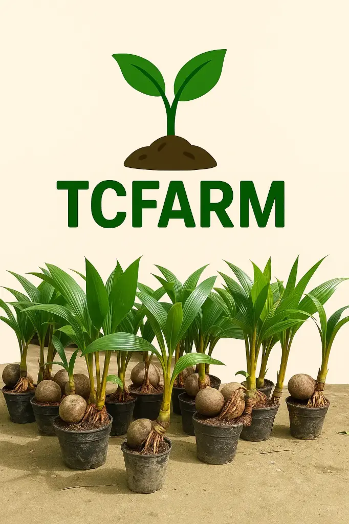 TCFARM bon sai dừa chậu C7