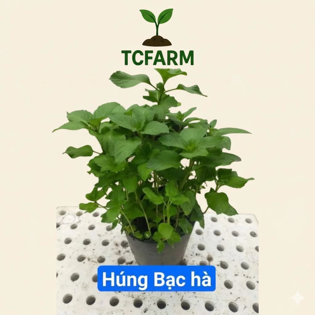 TCFARM Chậu C7 húng bạc hà