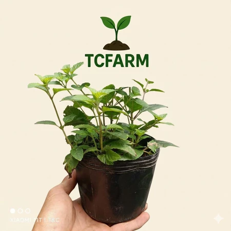 TCFARM Bầu C7 cây sương sáo thạch đen