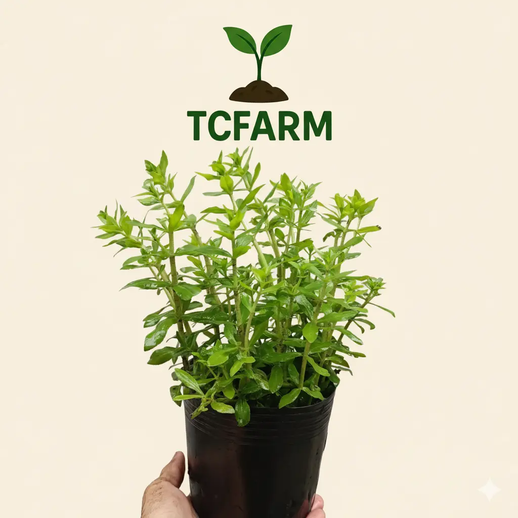 TCFARM chậu C7 rau ngò ôm rau ngổ thơm xanh
