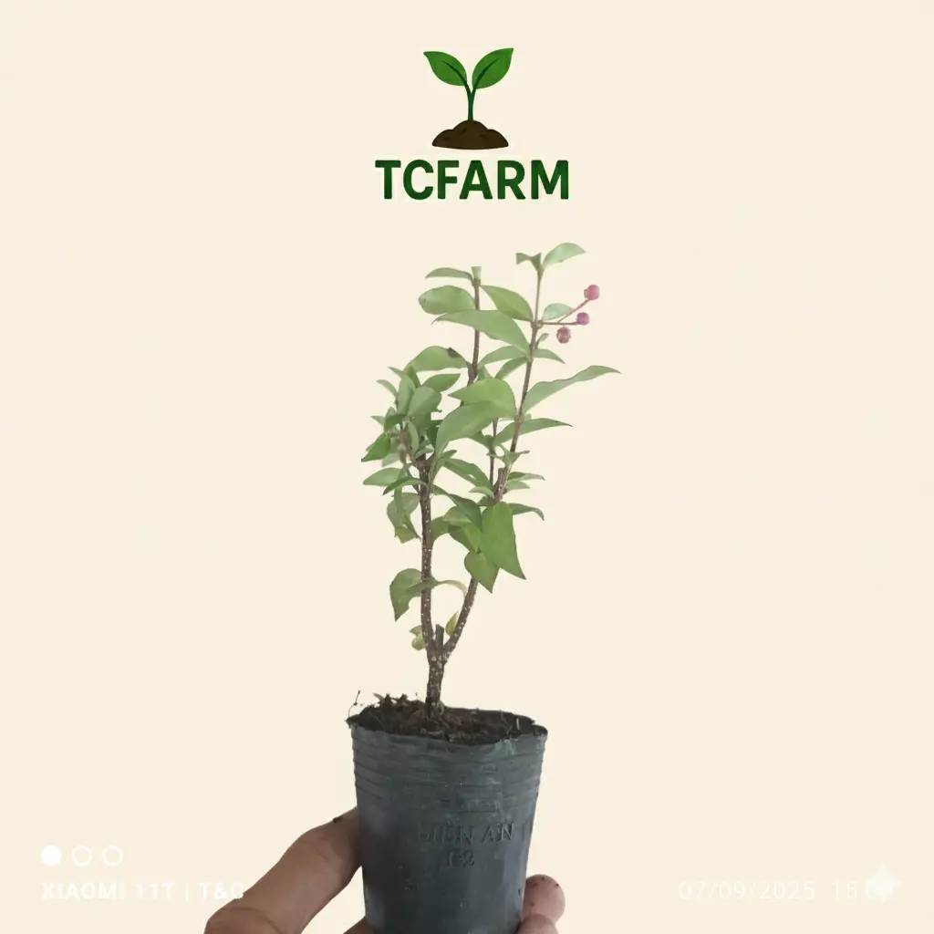 TCFARM chậu c2 cây giống hồng ngọc mai, sơ ri kiểng