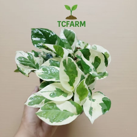 [TCF12] TCFARM Chậu C7 Trầu bà cẩm thạch