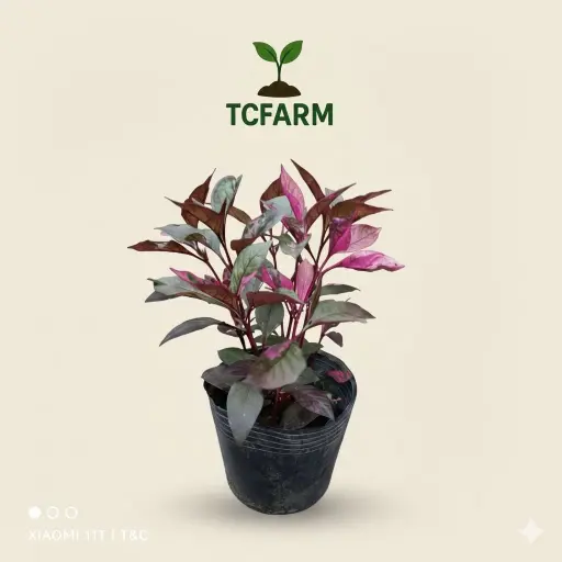 [TF13] TCFARM Chậu C7 cây mắt nai