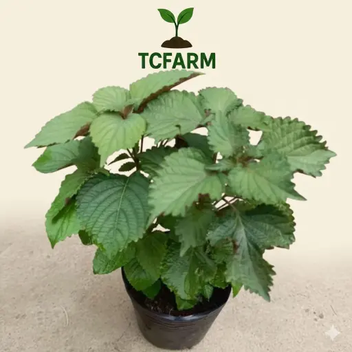 [TF15] TCFARM chậu c7 rau tía tô