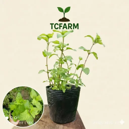 [35515000055] TCFARM Chậu C7 Húng Láng húng Hà Nội