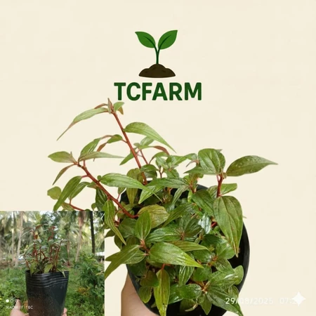 [35515000077] TCFARM Chậu C7 cây thuốc dòi tím, cây bọ mắm