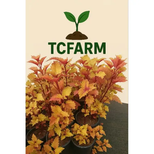 [TF14] TCFARM Chậu C7 cây lá gấm TFC-1