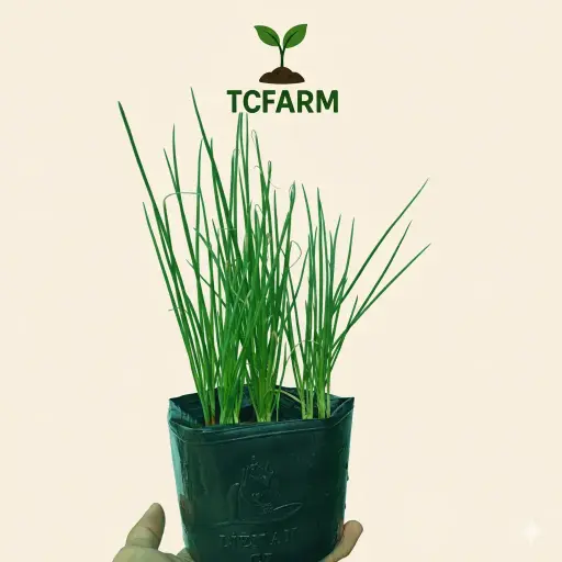[WHNR0104] TCFARM chậu C7 hành lá