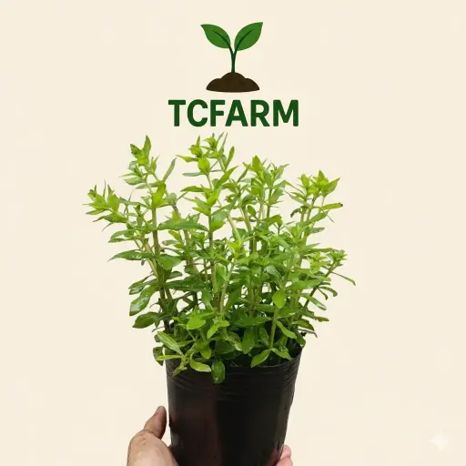 [TF65] TCFARM chậu C7 rau ngò ôm rau ngổ thơm xanh