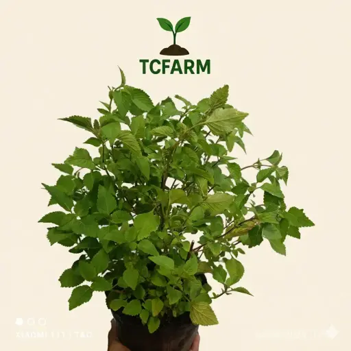 [TF131] TCFARM Chậu c7 rau kinh giới