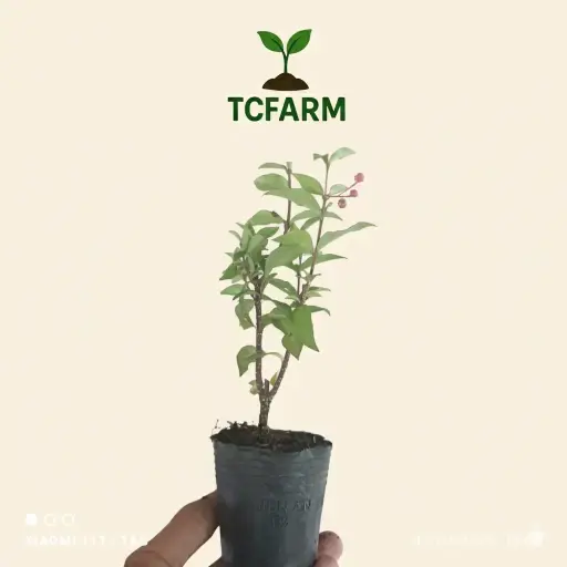 [WHNR0206] TCFARM chậu c2 cây giống hồng ngọc mai, sơ ri kiểng