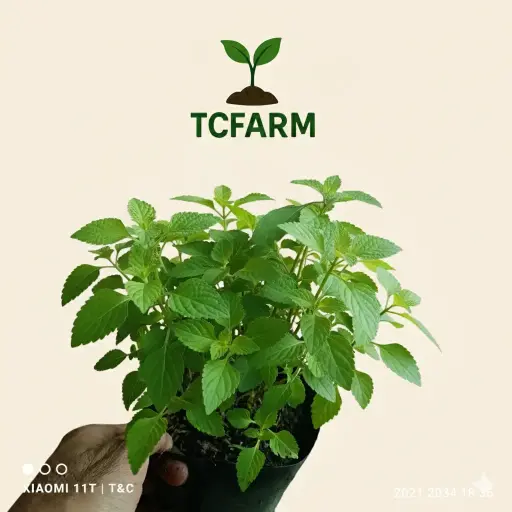 [WHNR0232] TCFARM Chậu C7 rau kinh giới