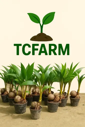 [TF0162] TCFARM bon sai dừa chậu C7