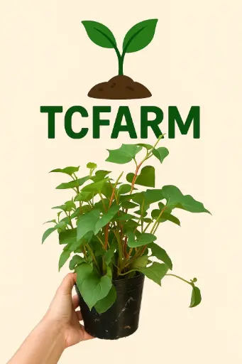 [TF0170] TCFARM chậu C7 rau diếp cá