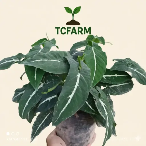 [TF461] TCFARM chậu C7 trầu bà nhung