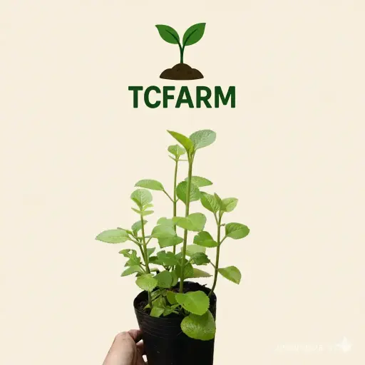 [TF82] TCFARM chậu c7 rau húng chanh, tần dày lá